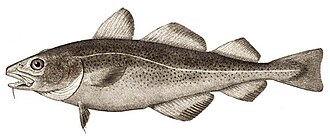 Illustration of an Atlantic cod