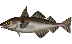 Illustration of a haddock